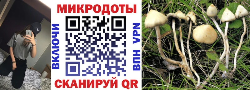 Галлюциногенные грибы Psilocybine cubensis  Новокузнецк 